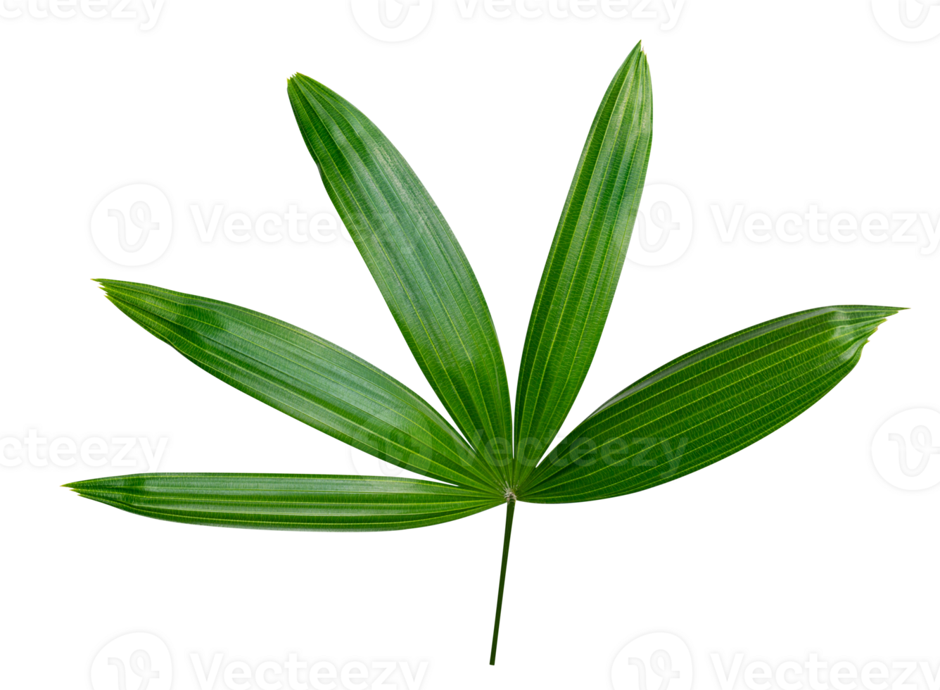 Green leaves pattern,leaf palm tree isolated png