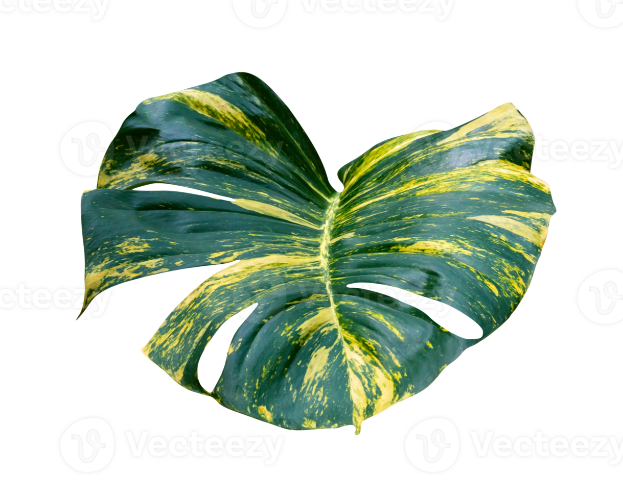 green leaves pattern of Epipremnum aureum foliage isolated, leaf exotic tropical, Devil's ivy, Golden pothos png