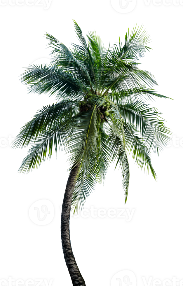 Green Leaves of palm,coconut tree bending isolated png