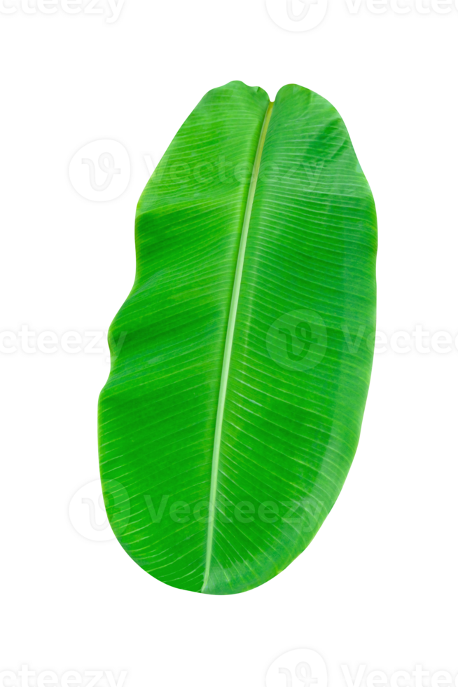 Green leaves pattern,leaf banana isolated png