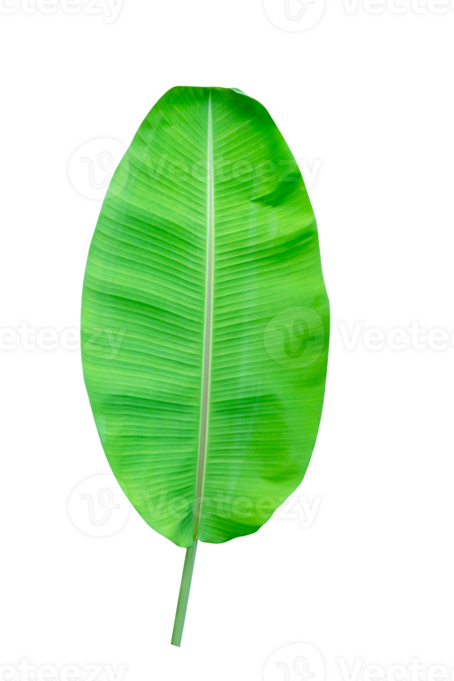 Green leaves pattern,leaf banana isolated png