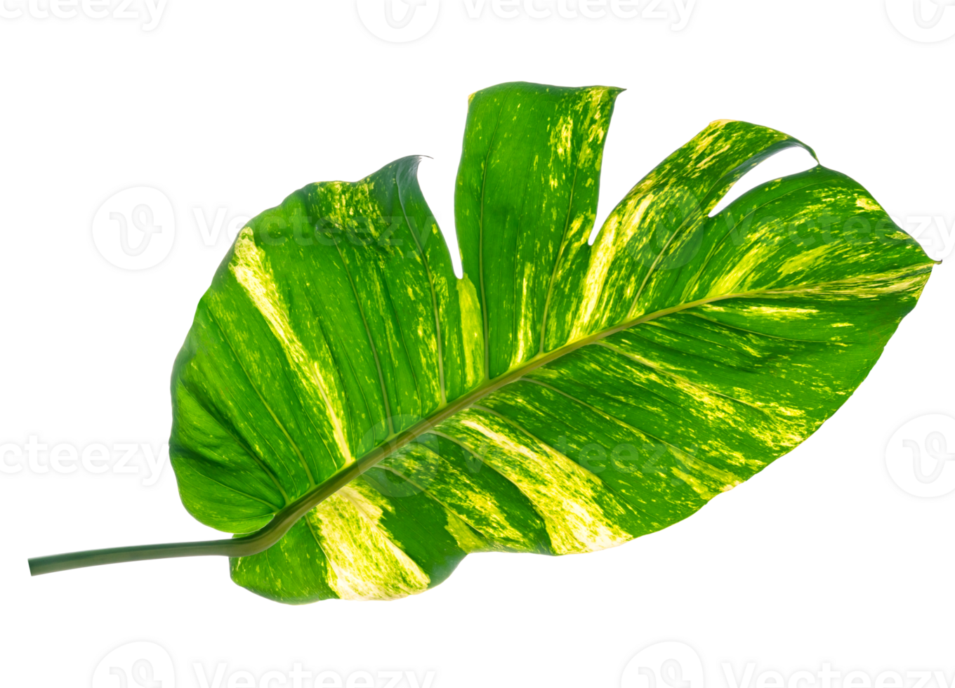 green leaves pattern of Epipremnum aureum foliage isolated, leaf exotic tropical, Devil's ivy, Golden pothos png