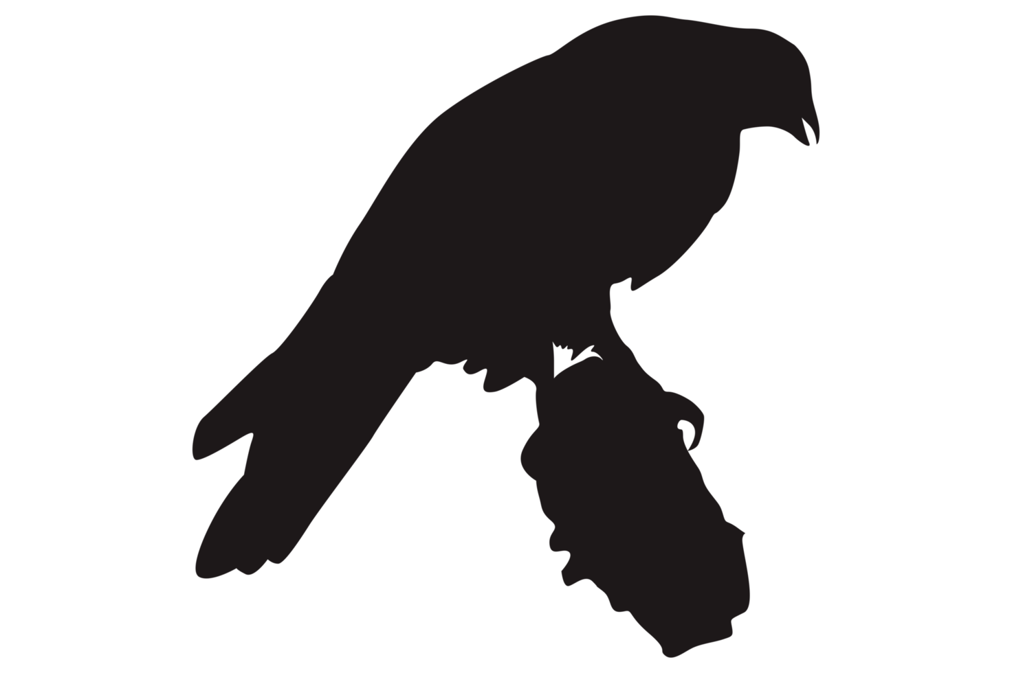Animal - Perched Eagle Silhouette png