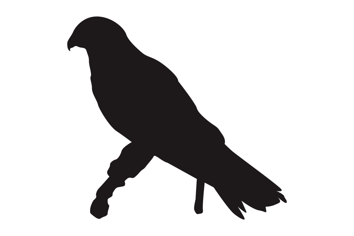 Animal - Perched Eagle Silhouette png