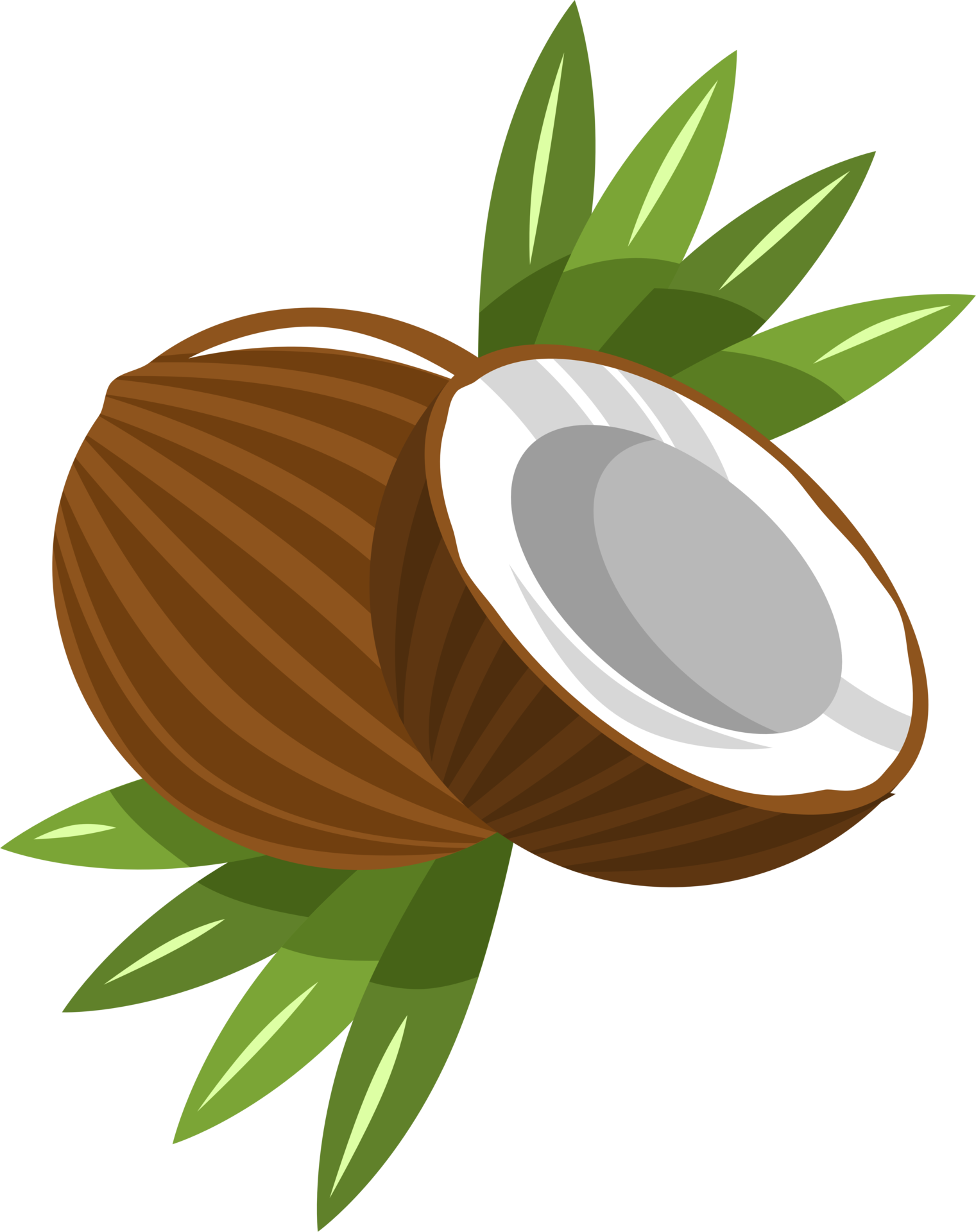 Coconut Fruit Clip Art