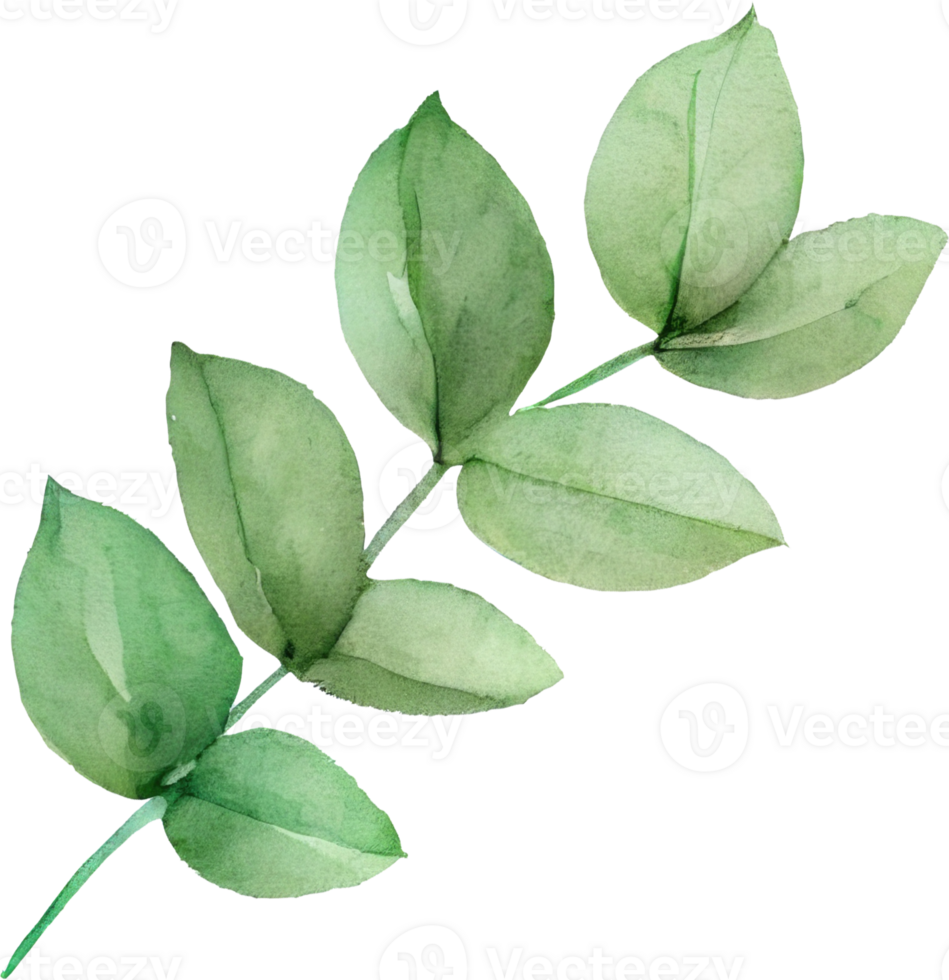 Leaf Watercolor Illustration png