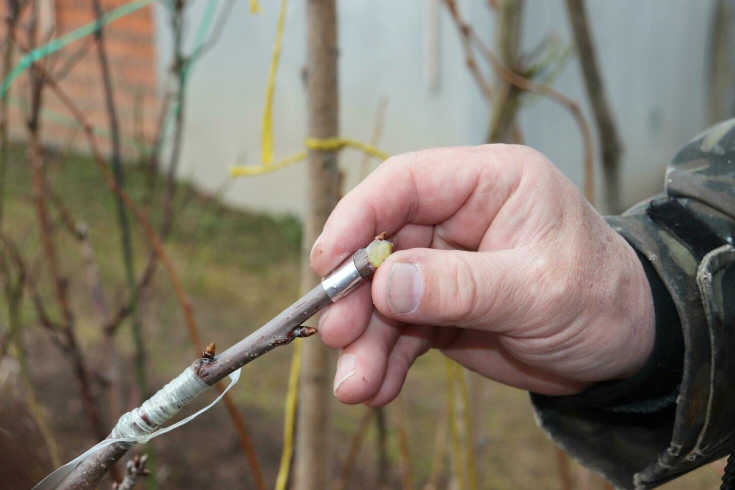 photo gardener holding the grafted branch