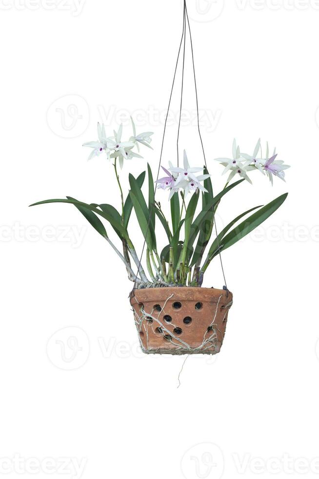 Beautiful purple and white orchid flower bloom on the tree in hanging pots isolated on white background included clipping path. photo