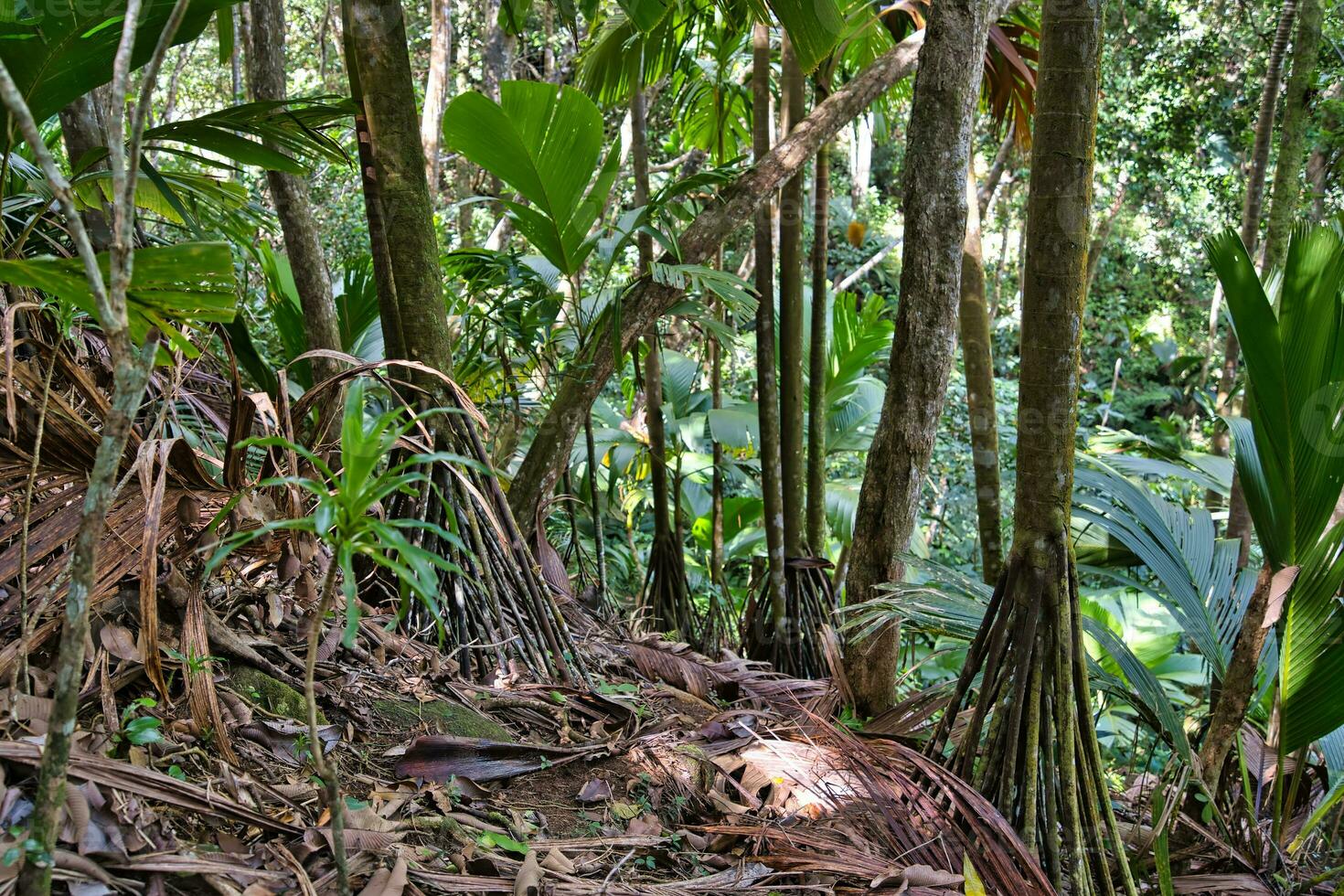 Copolia trail roots of thief palm trees on the nature trail, Mahe Seychelles photo