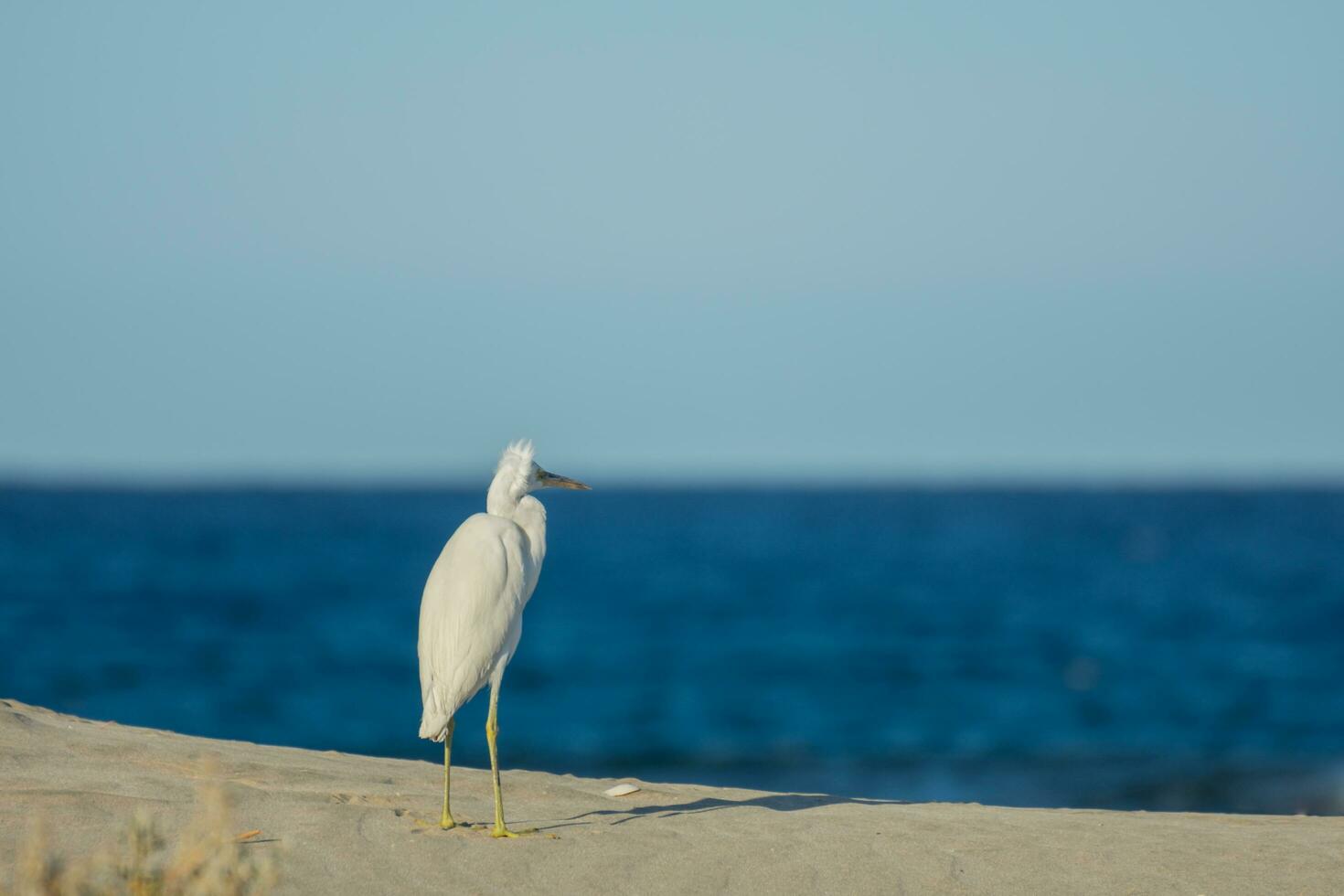 blanco garceta en pie en el arenoso playa durante tormenta y mira a el mar foto