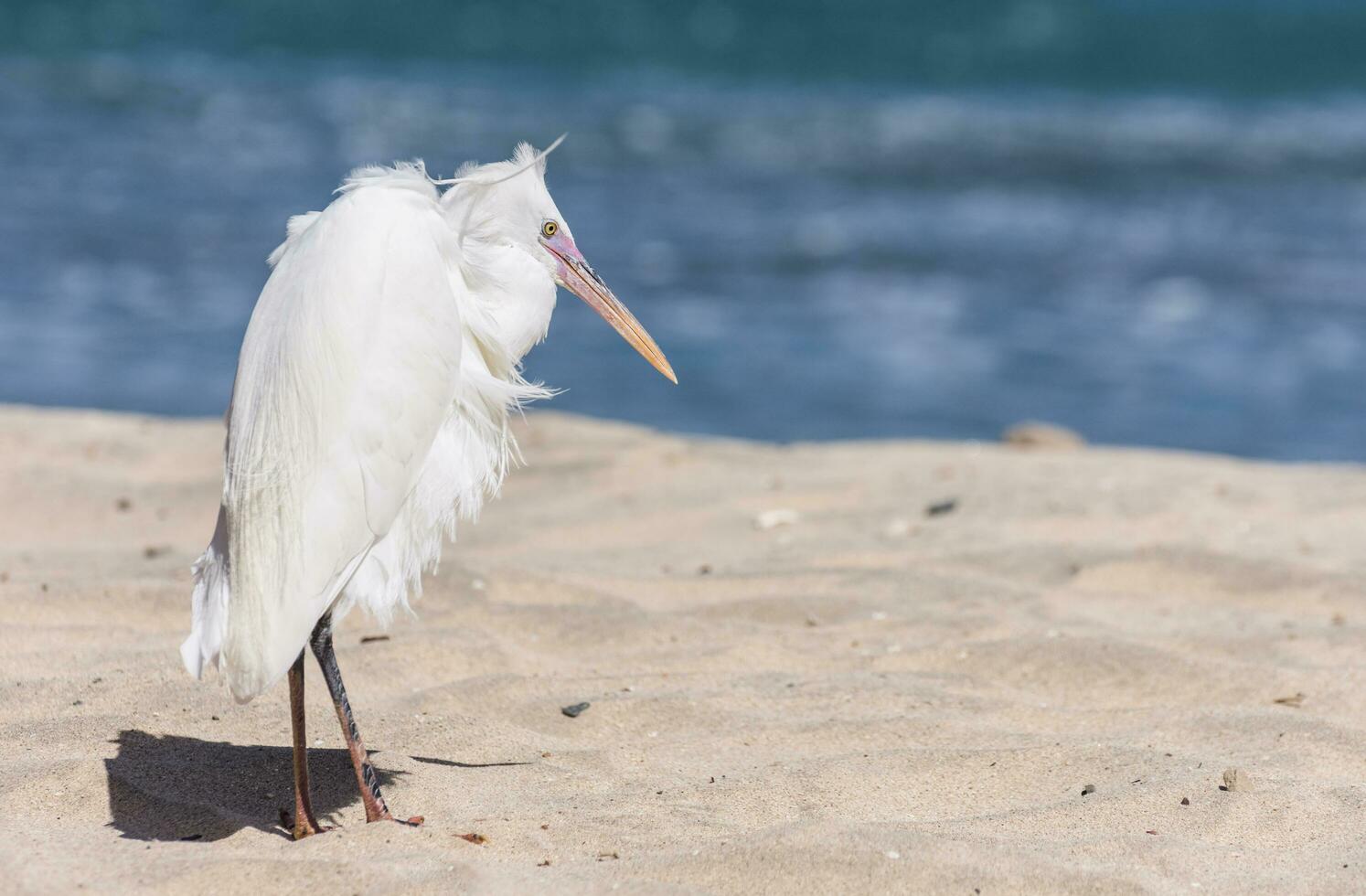 white reef egret standing in the sand from the beach at the red sea photo