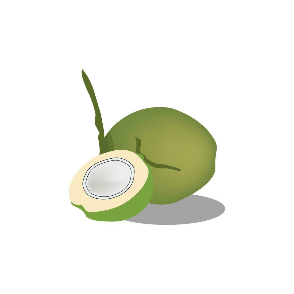 coconut and haft slice coconut vector design