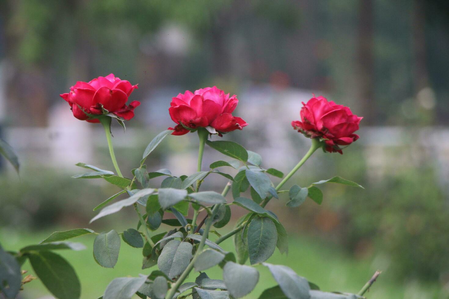 Flower garden red pink gulap jaba green tree yellow flower photo