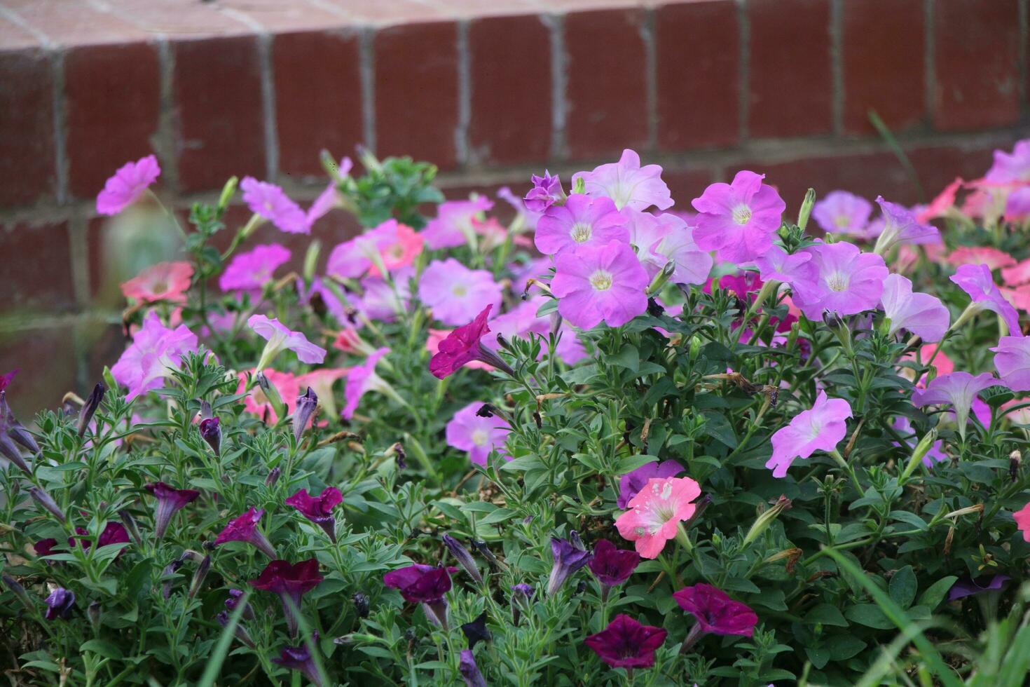 Flower garden red pink gulap jaba green tree yellow flower photo
