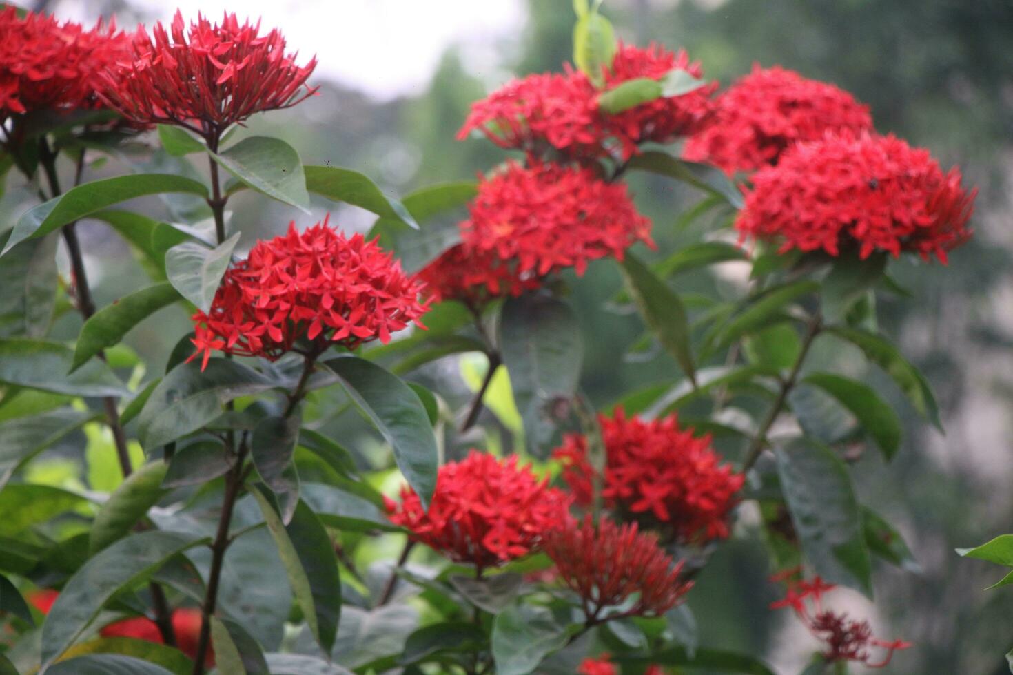 Flower garden red pink gulap jaba green tree yellow flower photo