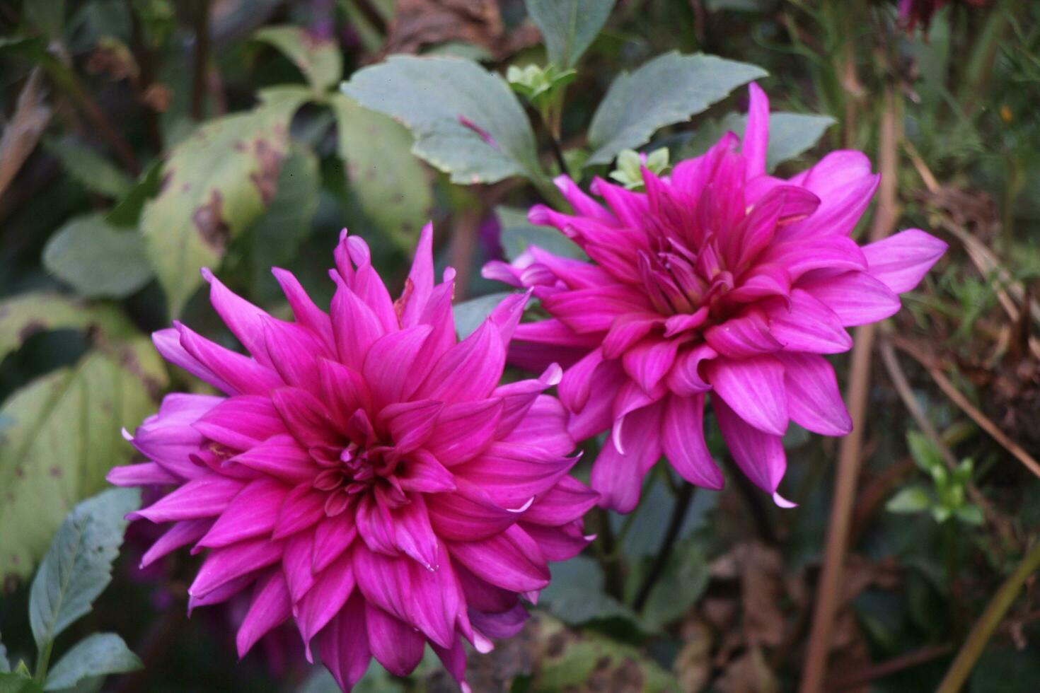 Flower garden red pink gulap jaba green tree yellow flower photo