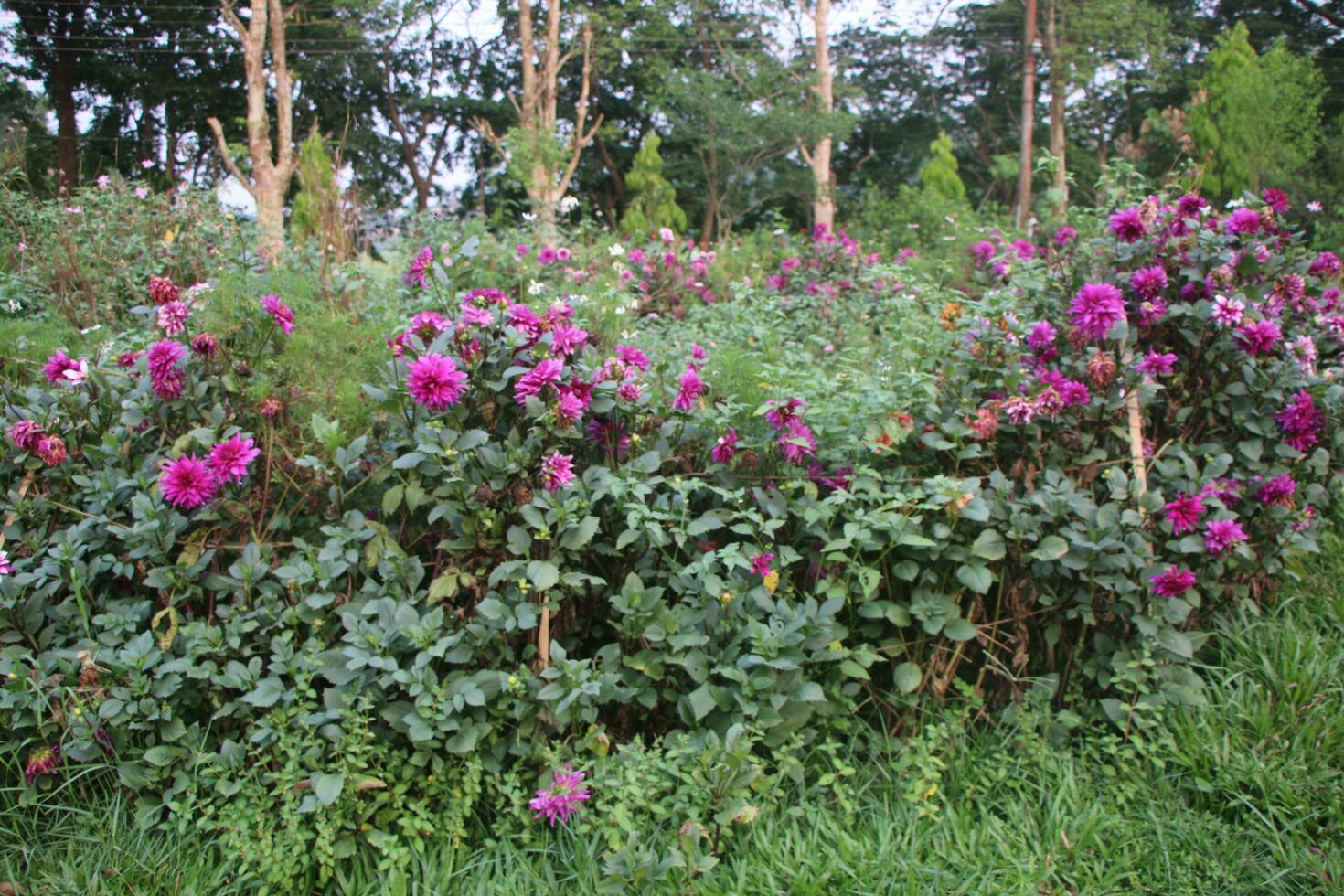 Flower garden red pink gulap jaba green tree yellow flower photo