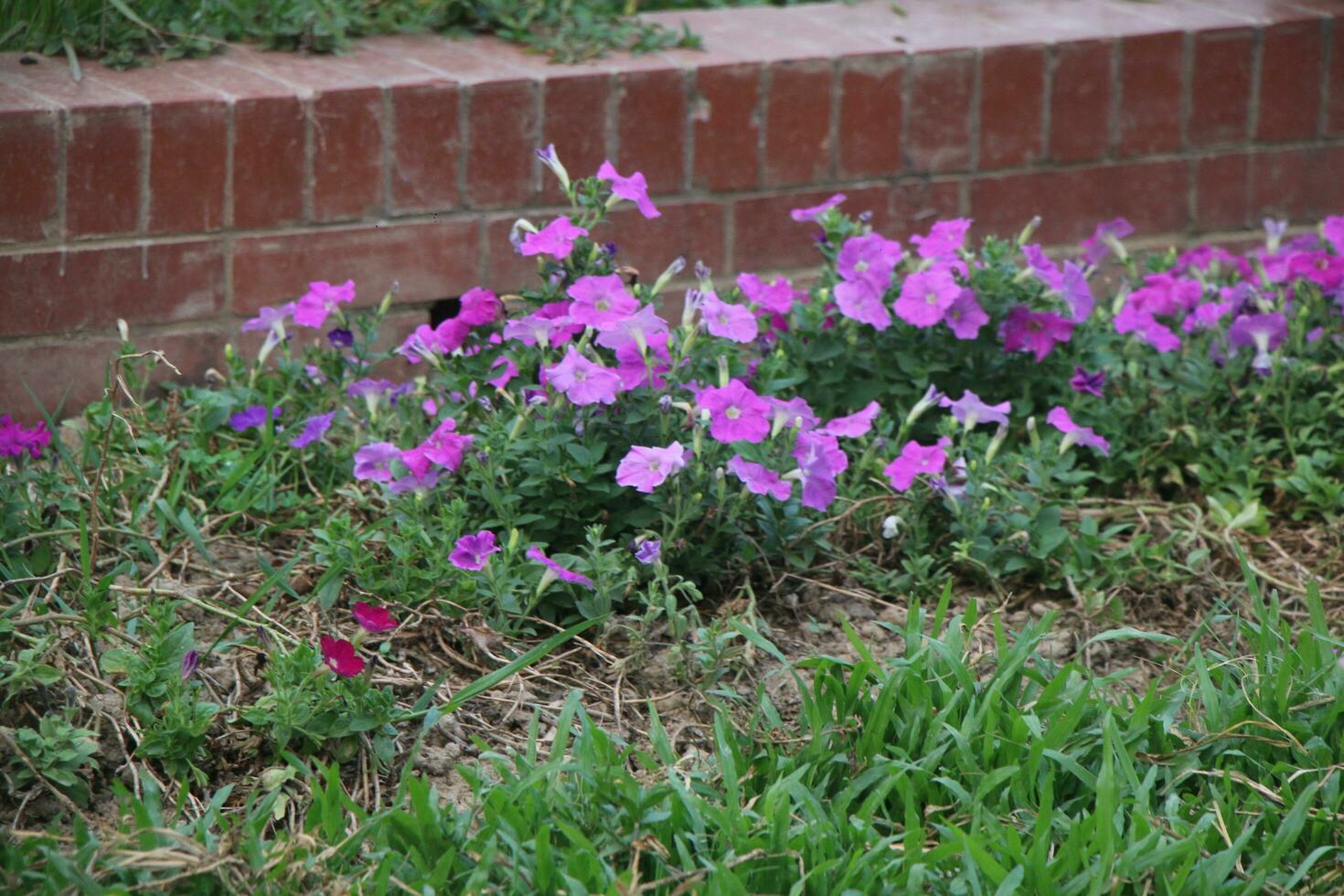 Flower garden red pink gulap jaba green tree yellow flower photo