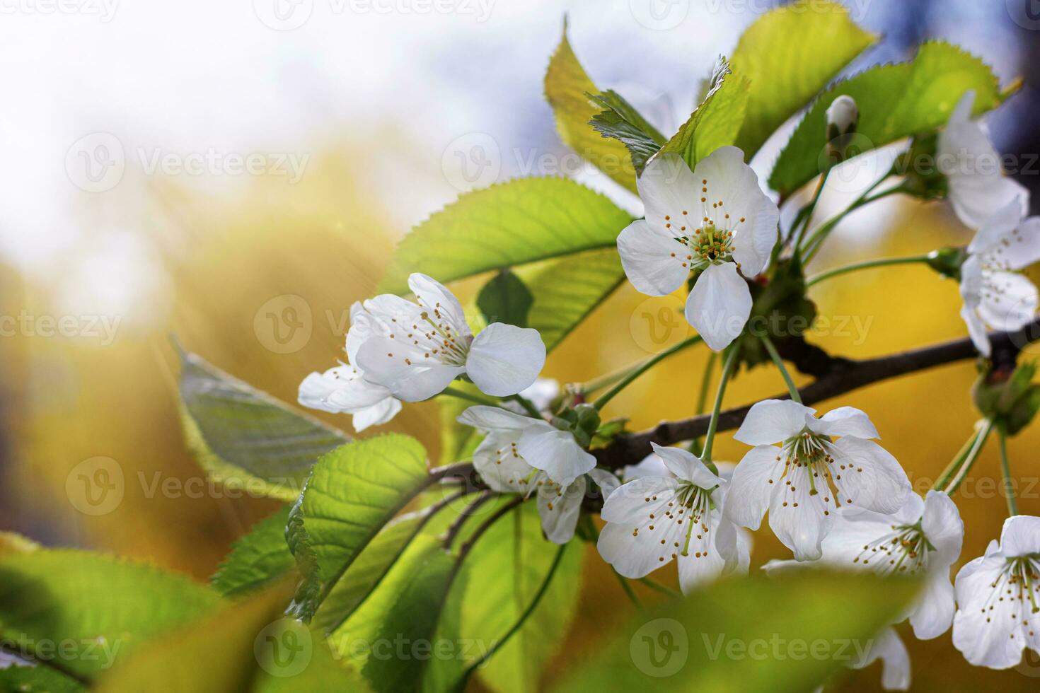 Blossom tree on yellow background. photo