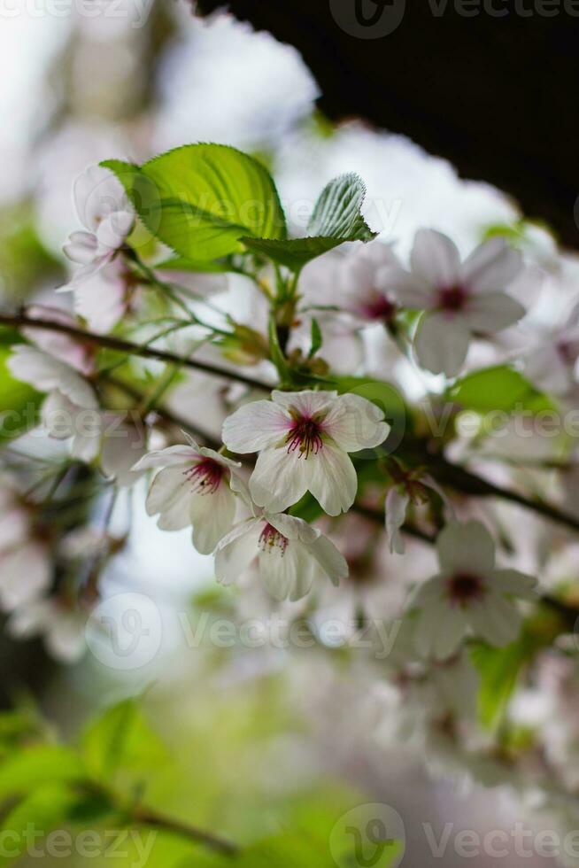 Blossom tree s on blurry background. photo