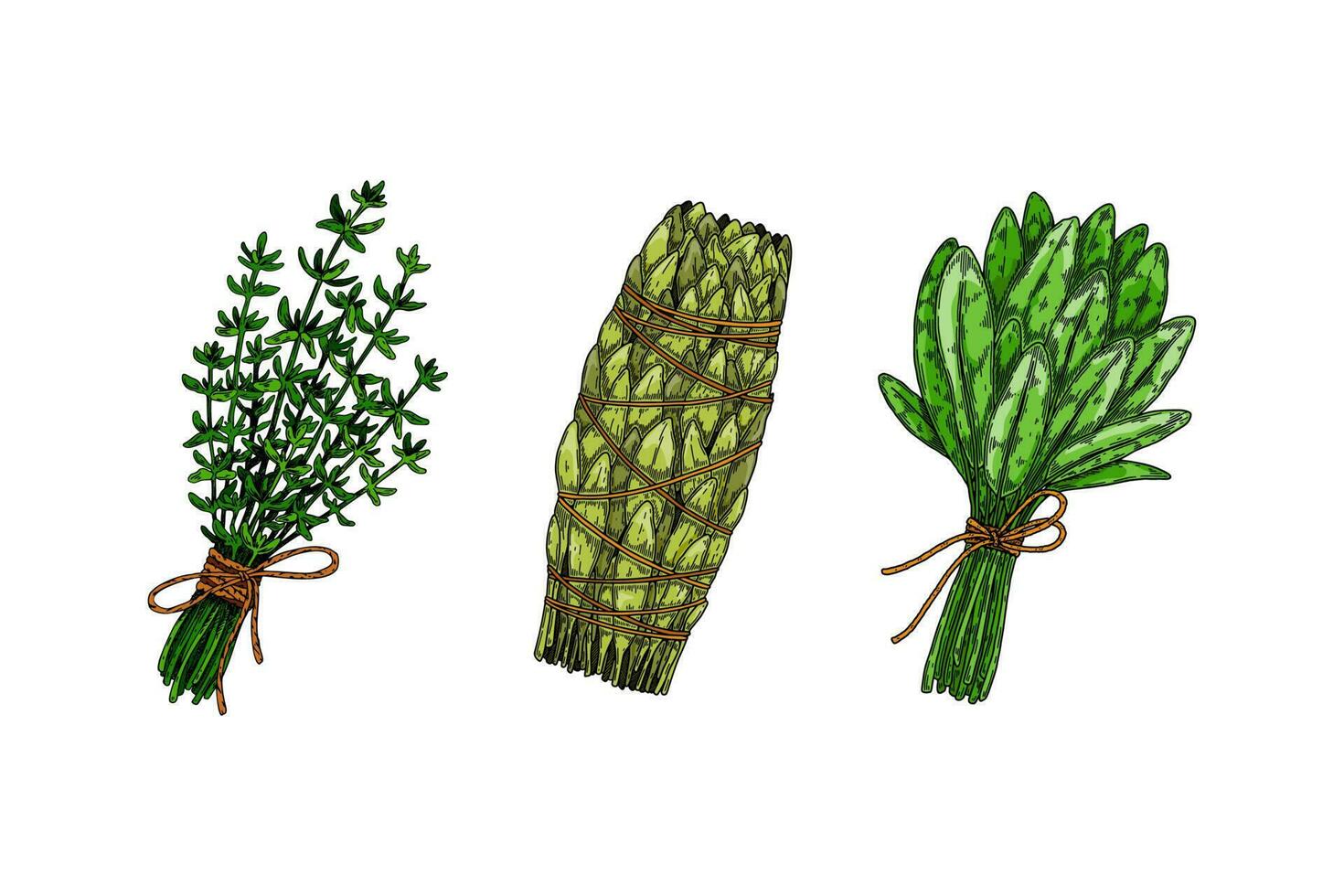 Herbal bunches. Set of hand drawn leaf seasonings. Vector illustration in sketch style