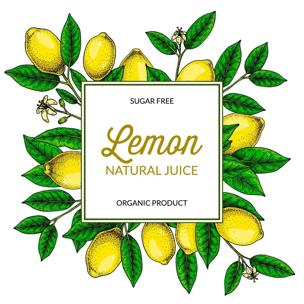 Square lemon frame. Hand drawn colorful vector illustration in sketch stile. Design for packaging, logo, invitation, greeting cards