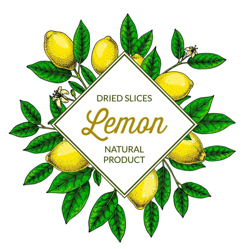 Square lemon frame. Hand drawn colorful vector illustration in sketch stile. Design for packaging, logo, invitation, greeting cards