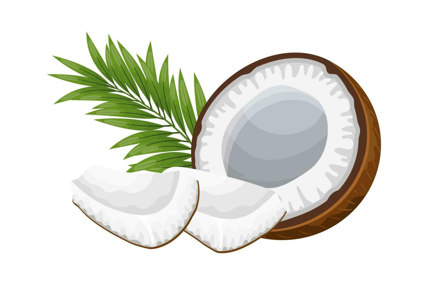 Coconuts and pieces of coconut with green leaves on a white background. Illustration, vector