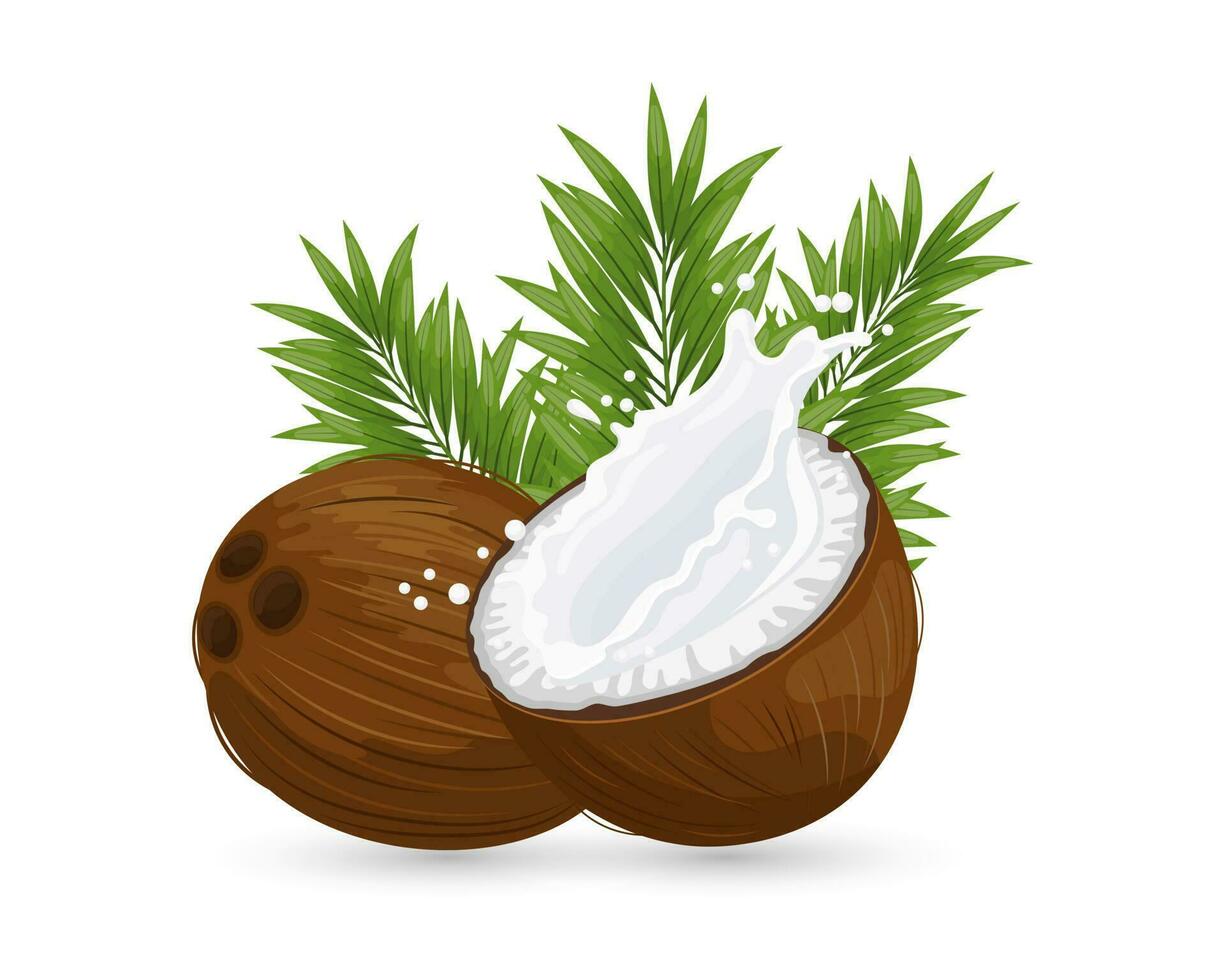 Coconut and sliced coconut with a splash of milk on a white background with palm leaves. Illustration, vector