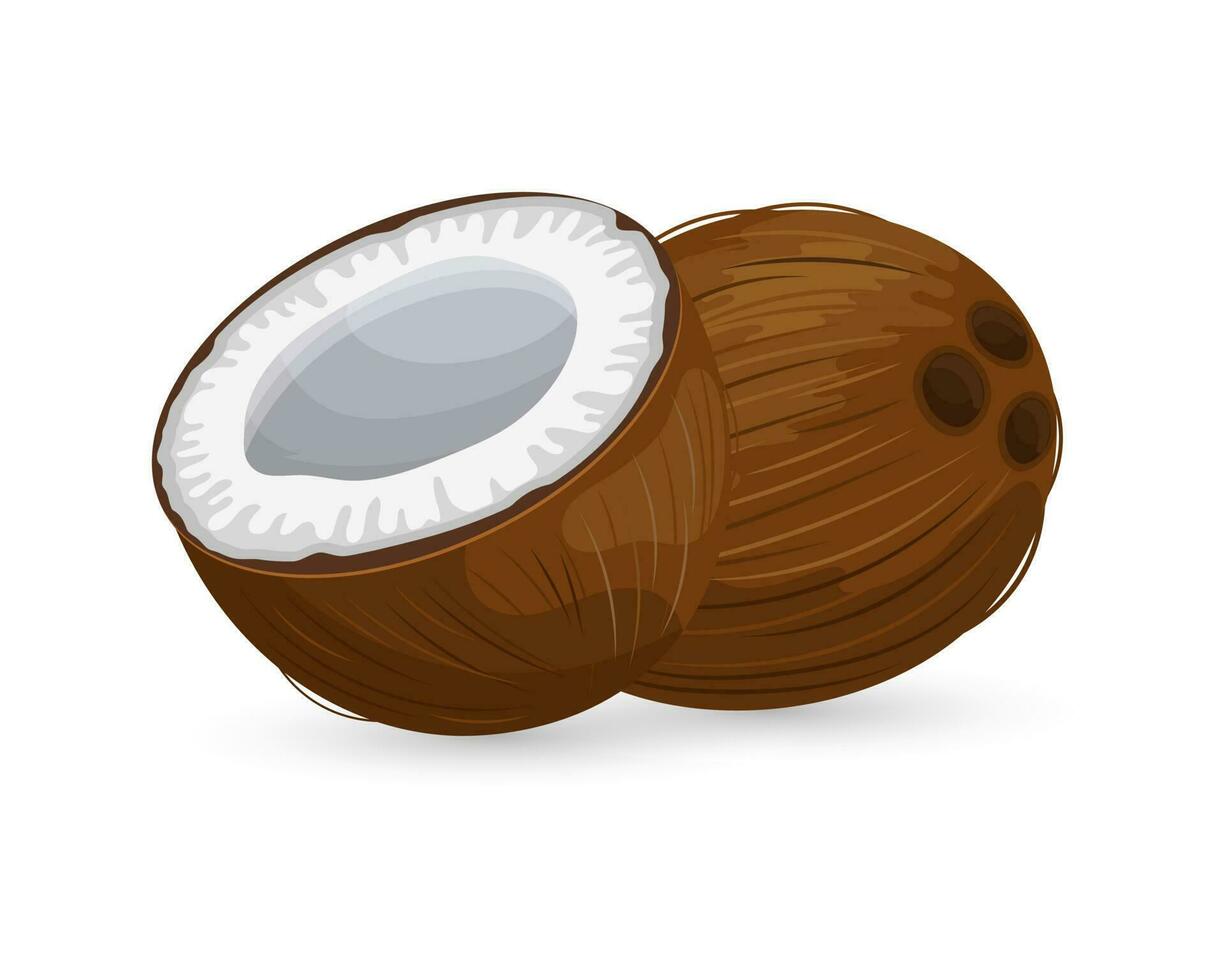 Coconut and cut coconut on a white background. Tropical fruit illustration, vector