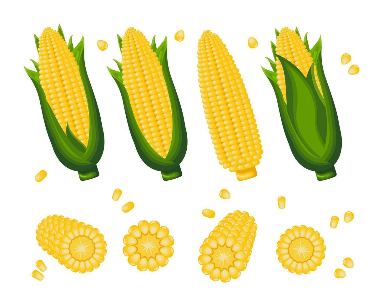 Set of sweet corn, corn on the cob and corn grains on a white background. Agriculture icons, vector