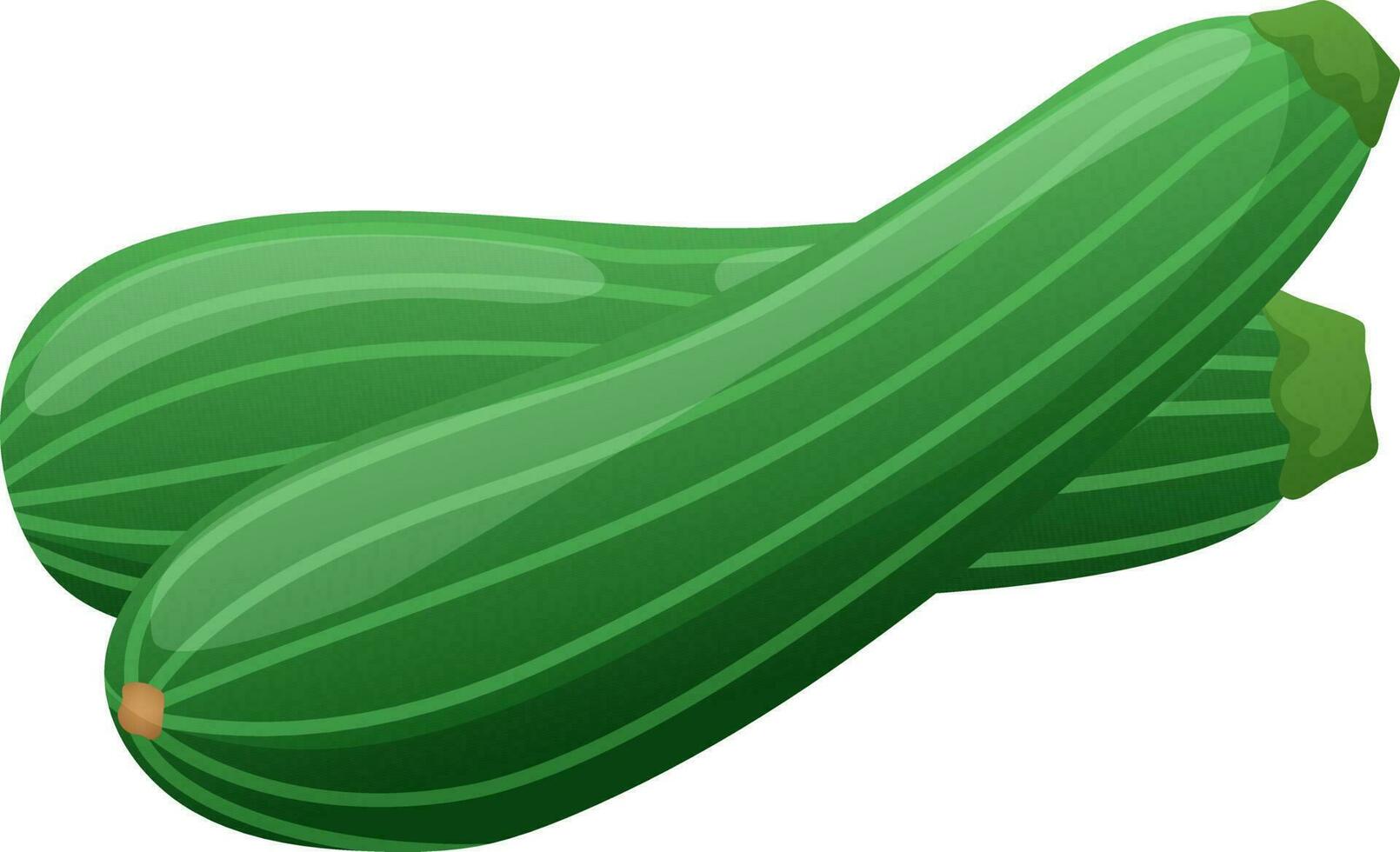 Green zucchini squash vegetable sketch vector