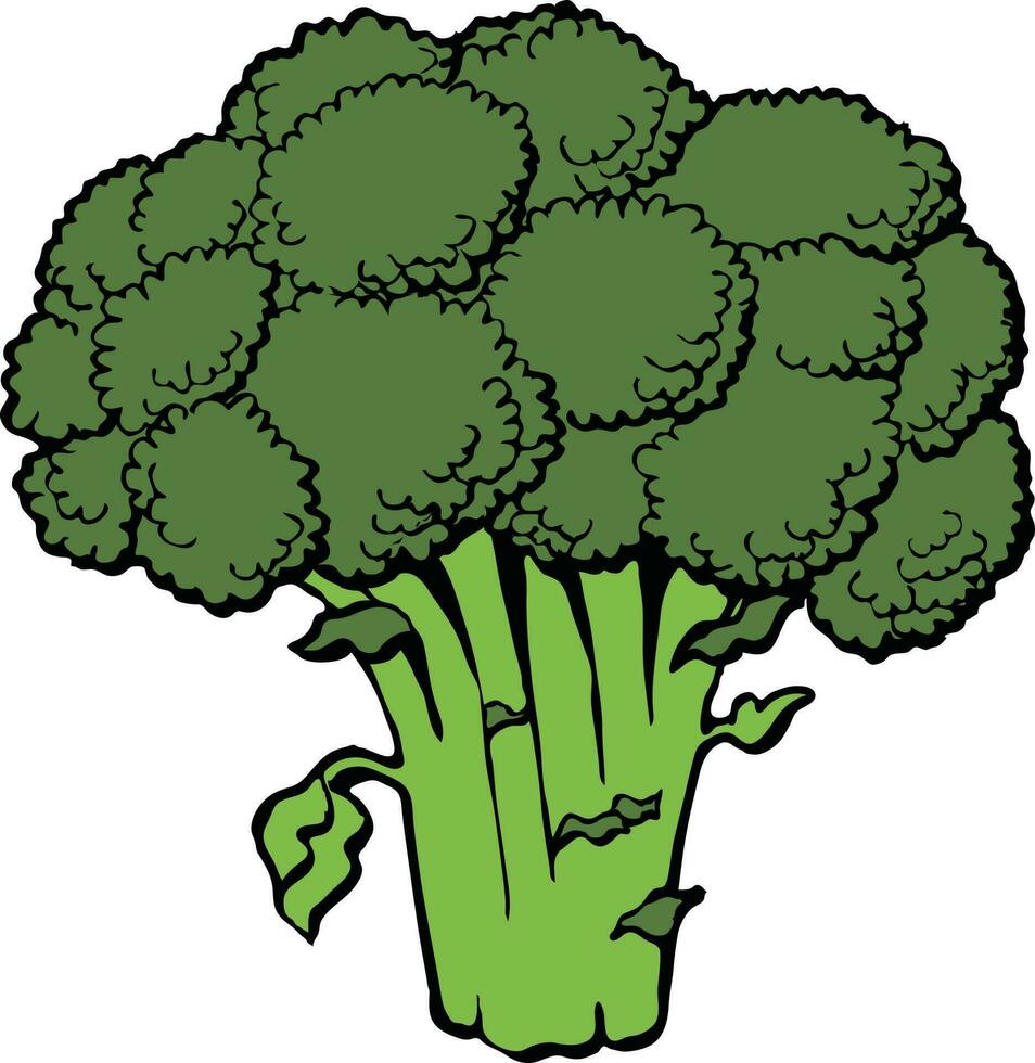 broccoli Illustration Vector