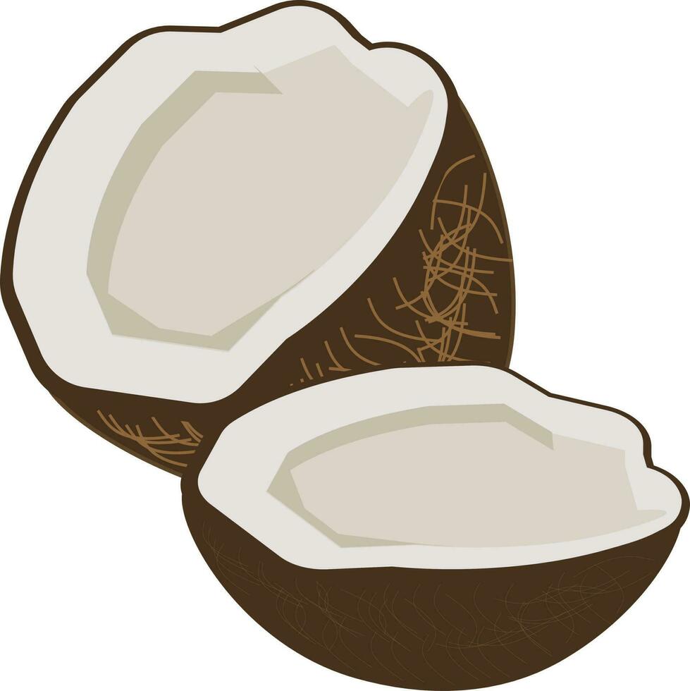 coconut Illustration Vector