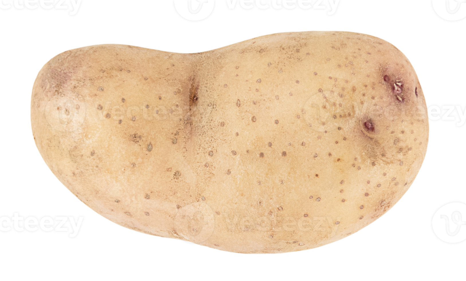 One young potato isolated on transparent background. Stock photo png