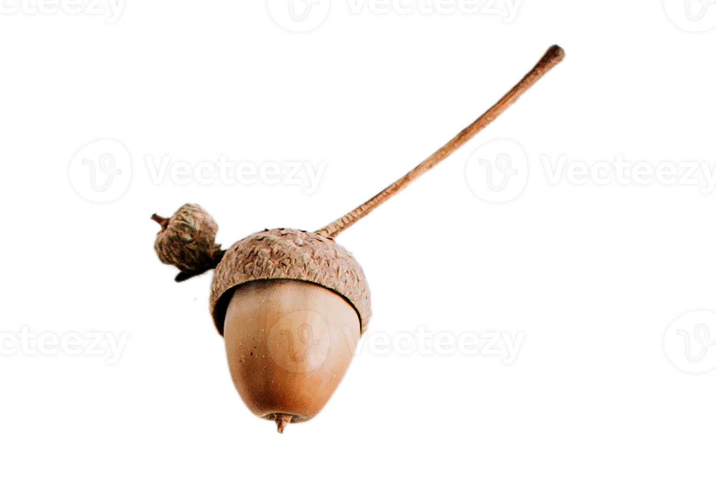 Acorn fruit isolated on a transparent background png