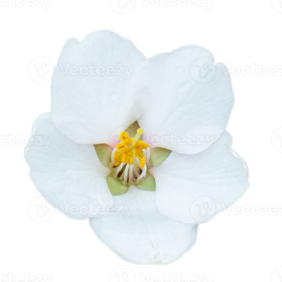 Blooming white flower isolated PNG photo with transparent background. High quality cut out scene element.