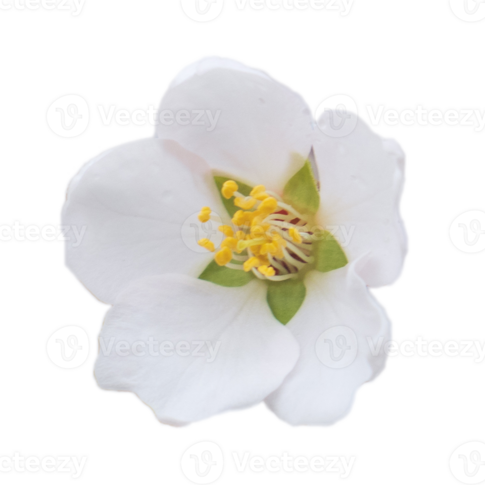 Blooming white flower isolated PNG photo with transparent background. High quality cut out scene element.