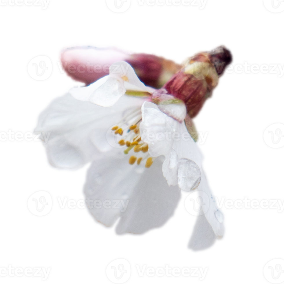Blooming white flower on branch with raindrops isolated PNG photo with transparent background. High quality cut out scene element.