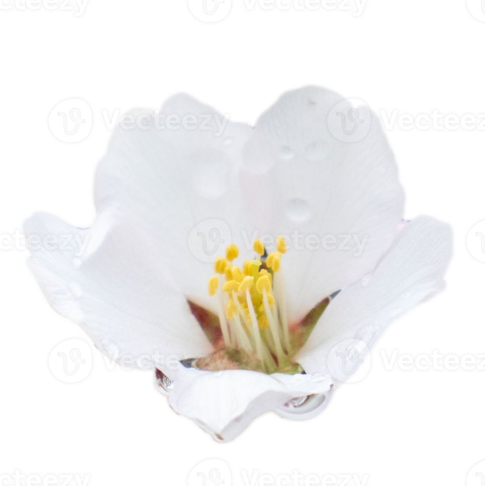Blooming white flower with raindrops isolated PNG photo with transparent background. High quality cut out scene element.