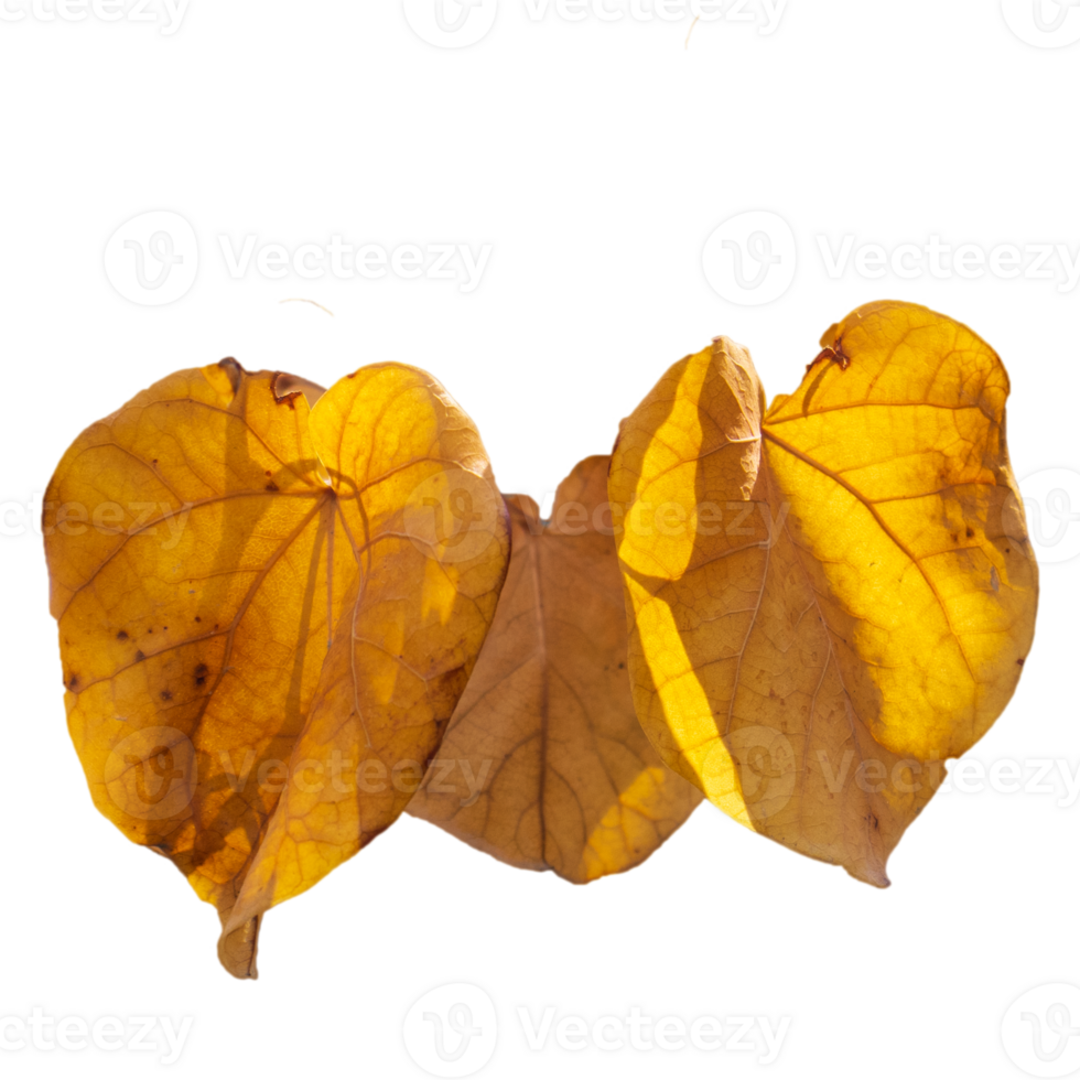 Branch with orange leaves isolated PNG photo with transparent background. High quality cut out scene element.