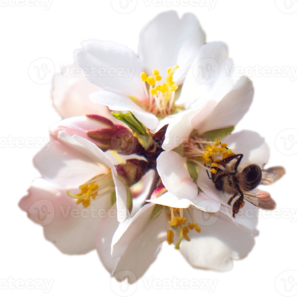 Blooming white flower on branch and bee isolated PNG photo with transparent background. High quality cut out scene element.