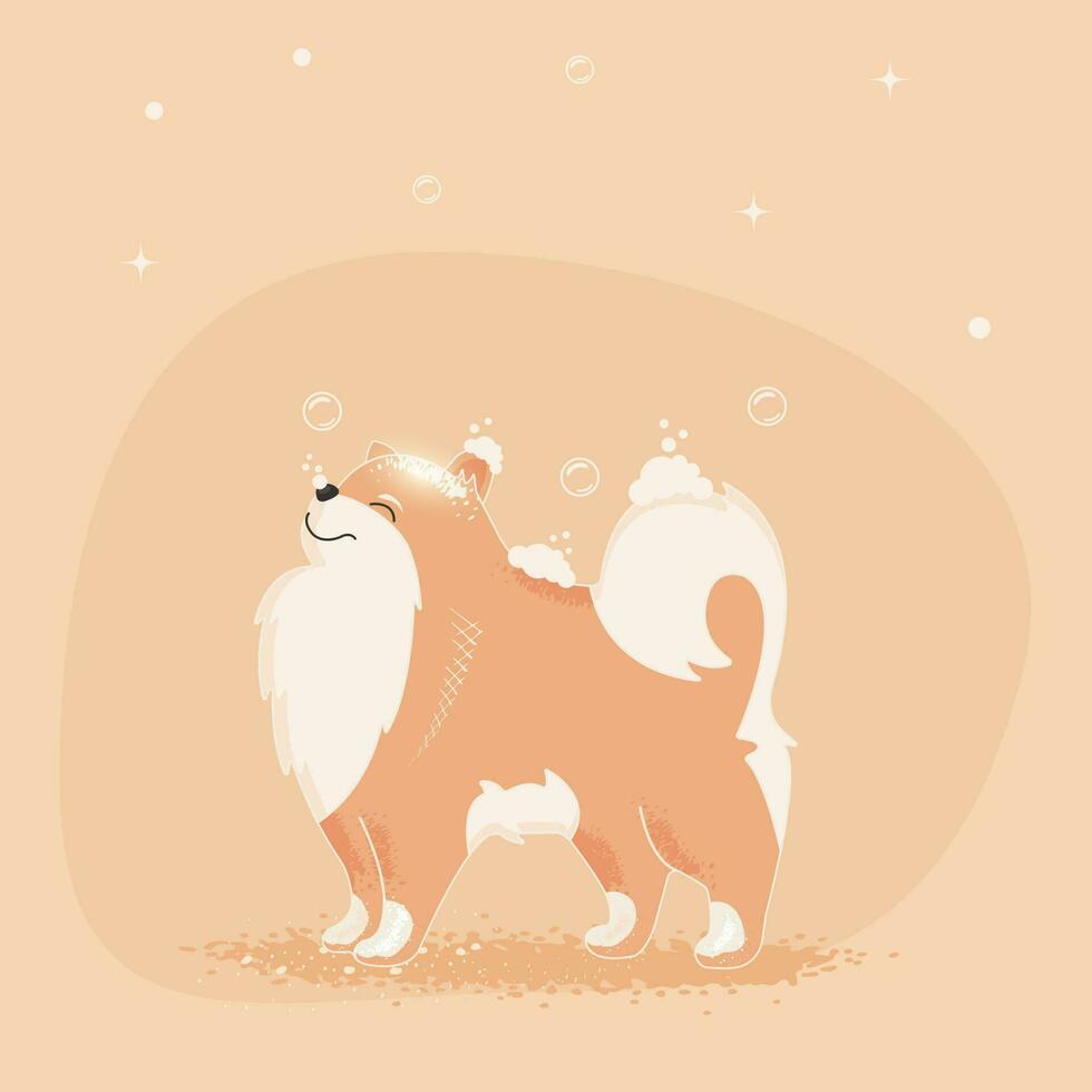 Pomeranian dog. Cheerful pomeranian after bathing in the bathroom. Dog illustration for grooming salon. vector