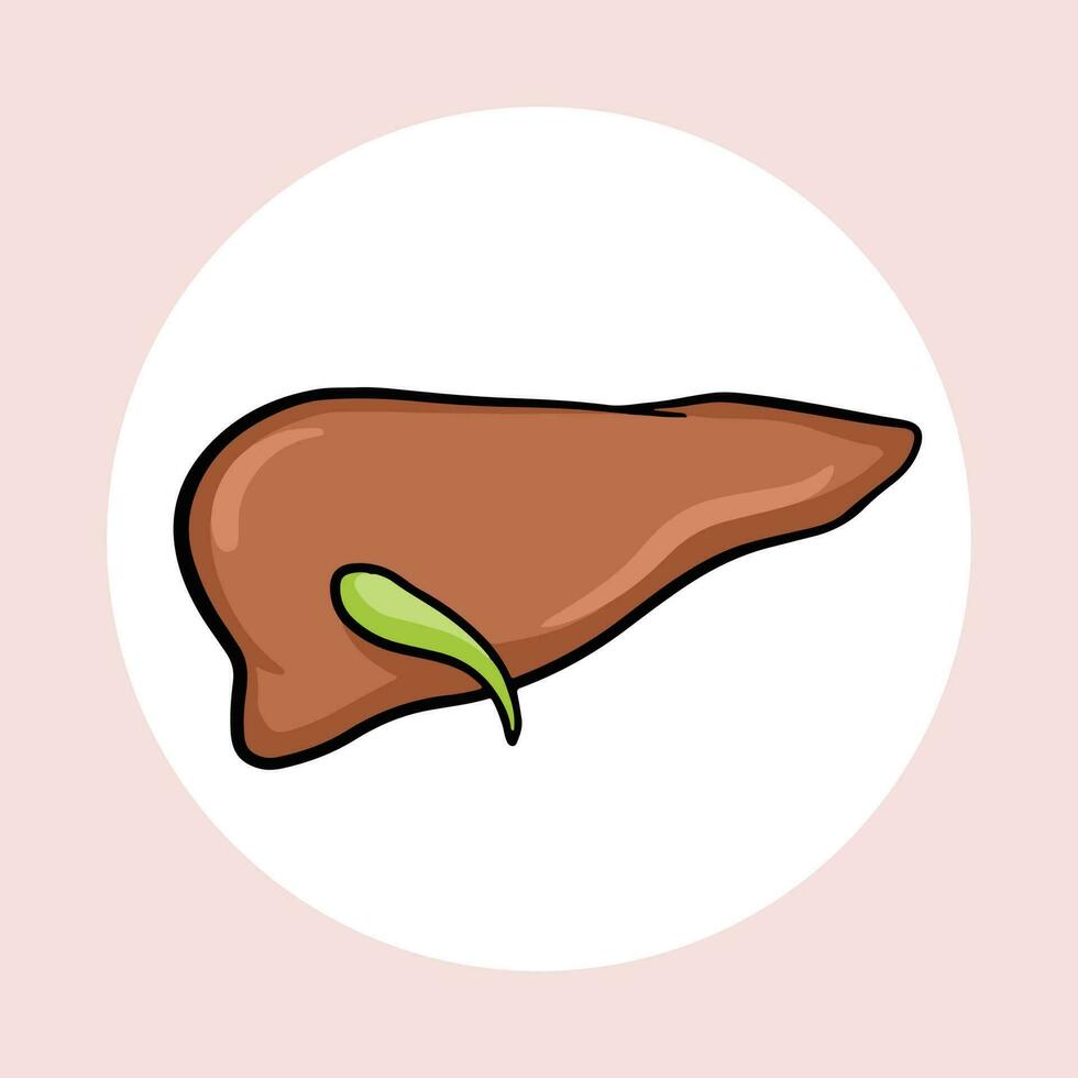 Human excretory organ, liver. Isolated vector illustration on square brown background and white circle. Medical and health themed vector drawing with outlined cartoon art style.