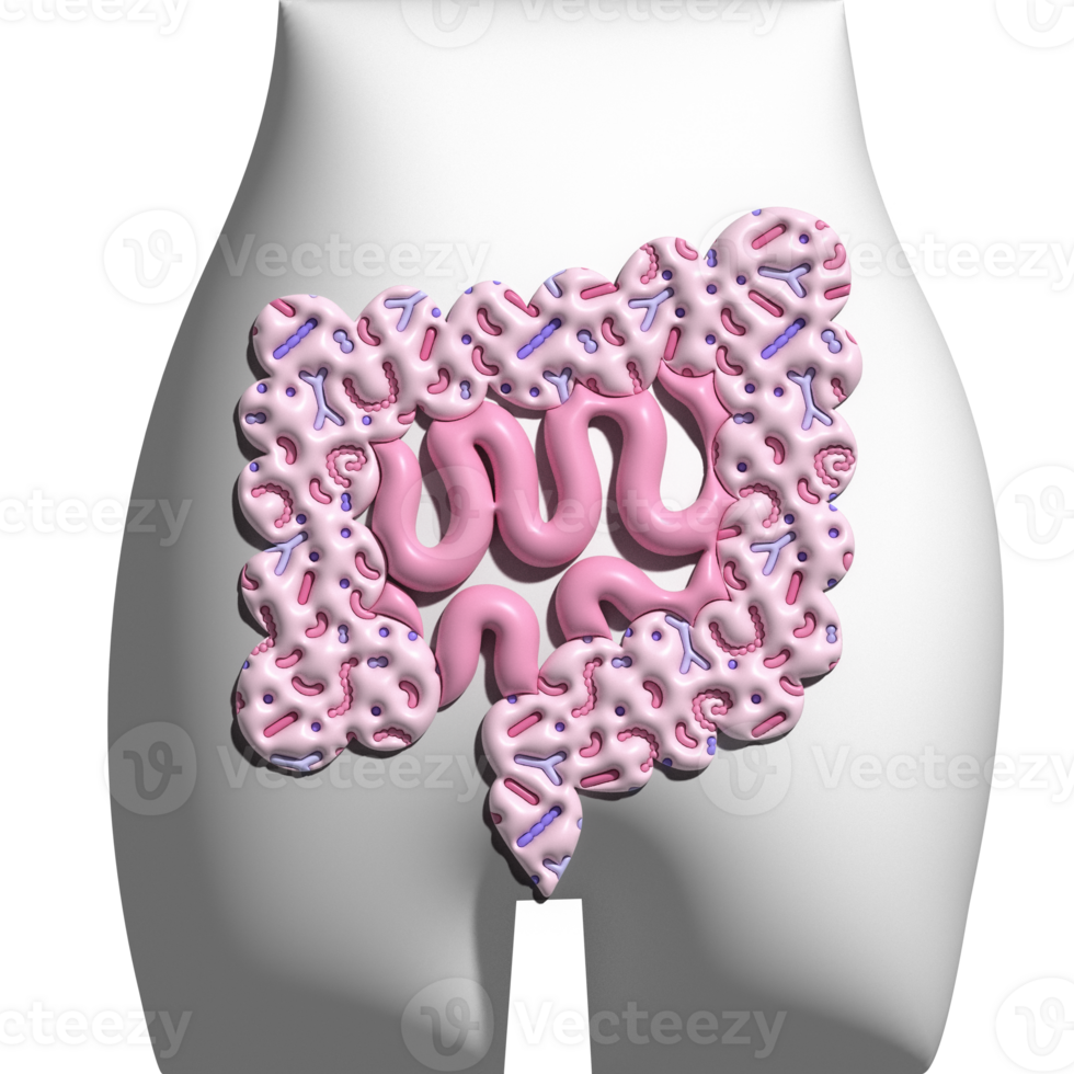 3d render Guts with Microbiome in the human body. Intestines on the background of the silhouette of the pelvis. Colon Volume illustration png