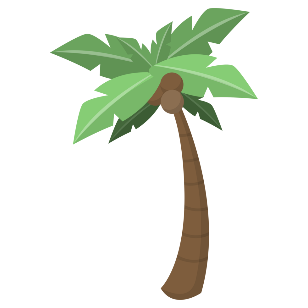 Coconut Tree PNG Illustrations