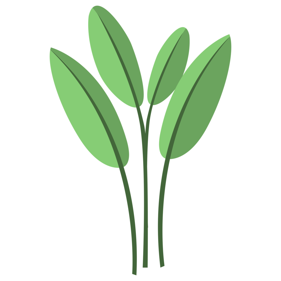 Tropical Plants Big Leaf PNG Illustrations