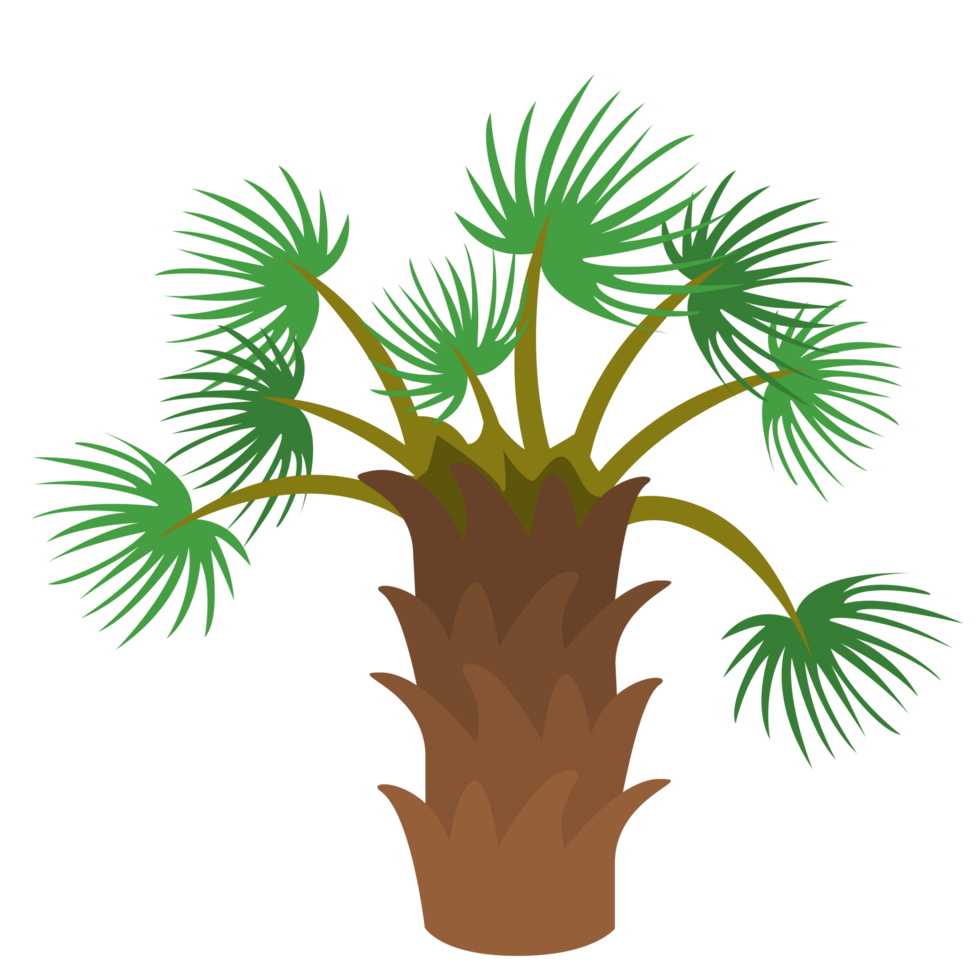 Palm Tree PNG Illustrations
