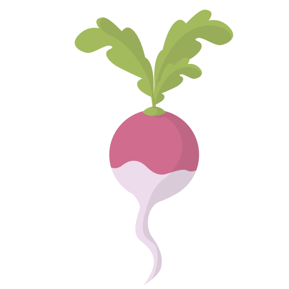 Radish Gardening PNG Illustration