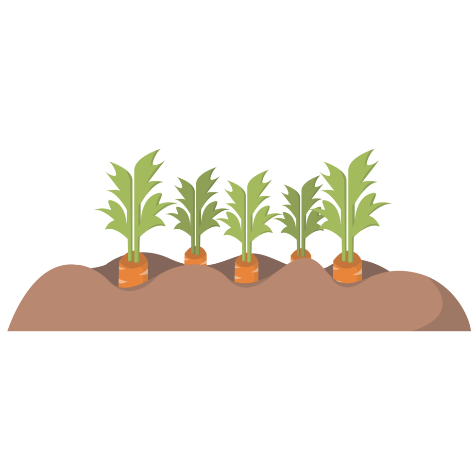 cenoura plantar jardinagem png ilustração